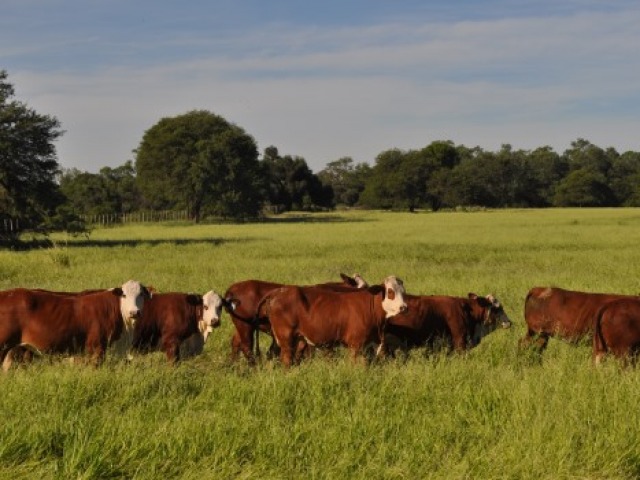 Mesa Olavarra: campos calculan productividad y huella de carbono